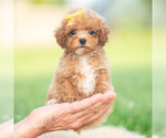 Small #8 Poodle (Toy)
