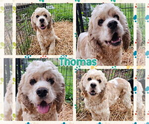 Cocker Spaniel Dogs for adoption in Blacksburg, SC, USA