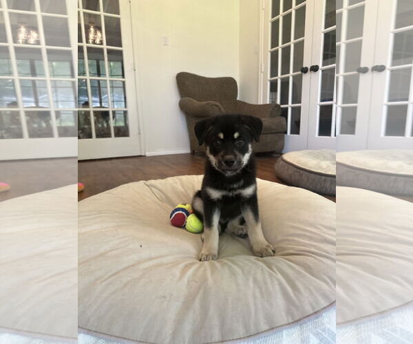 Medium Photo #4 Siberian Husky-Unknown Mix Puppy For Sale in Lillian, TX, USA