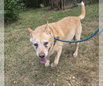 Small #2 Labrador Retriever