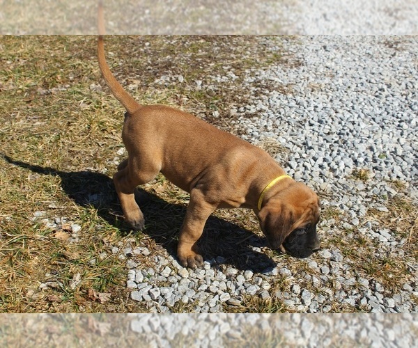 Medium Photo #4 Mastiff Puppy For Sale in CLARKRANGE, TN, USA
