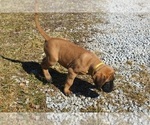 Small Photo #4 Mastiff Puppy For Sale in CLARKRANGE, TN, USA