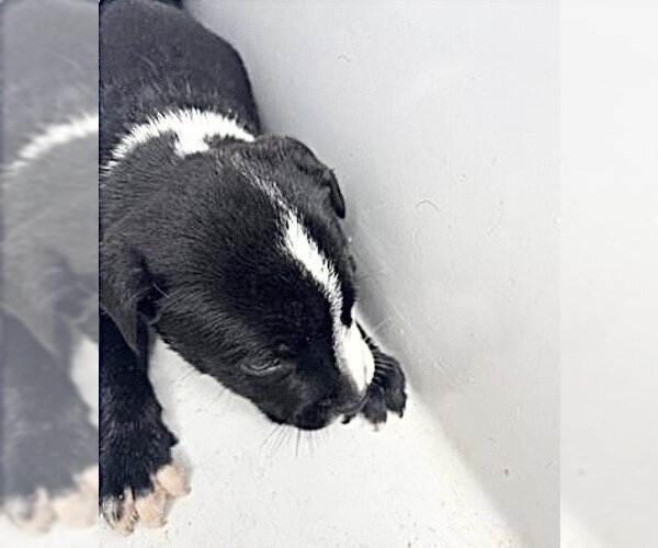 Medium Photo #1 Mutt Puppy For Sale in Houston, TX, USA