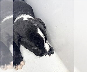 Mutt Dogs for adoption in Houston, TX, USA