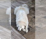 Small #7 Great Pyrenees