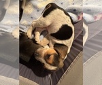 Small #8 Beagle