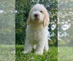 Small Photo #2 Labradoodle-Poodle (Standard) Mix Puppy For Sale in WARSAW, IN, USA