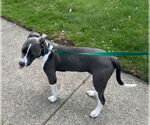 Small #3 American Pit Bull Terrier Mix