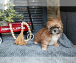 Small Photo #6 Shih Tzu Puppy For Sale in CHRISTIANA, PA, USA