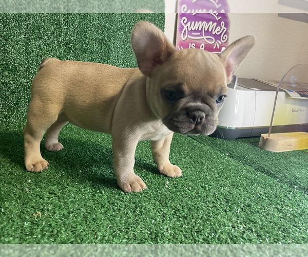 Medium Photo #6 French Bulldog Puppy For Sale in LAUD LAKES, FL, USA