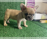 Small Photo #6 French Bulldog Puppy For Sale in LAUD LAKES, FL, USA