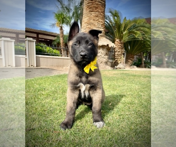 Medium Photo #2 Belgian Malinois Puppy For Sale in BAKERSFIELD, CA, USA