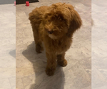 Puppy Willis Goldendoodle