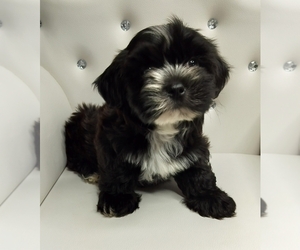 Medium Poodle (Miniature)-Shorkie Tzu Mix