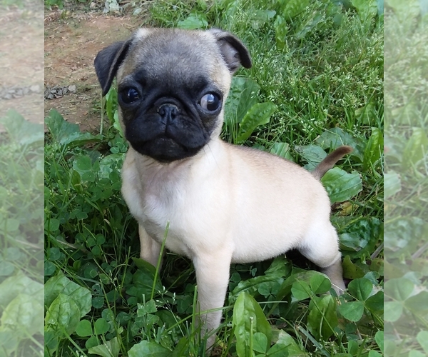 Medium Photo #1 Pug Puppy For Sale in ROCKY MOUNT, VA, USA