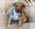 Small Photo #7 Mutt Puppy For Sale in Canton, CT, USA