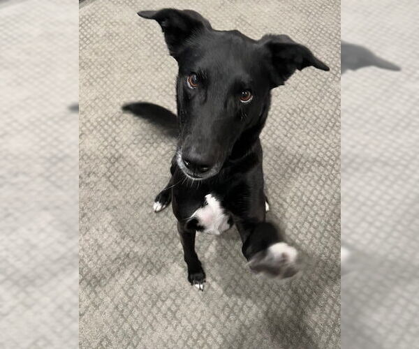 Medium Photo #1 Collie-Labrador Retriever Mix Puppy For Sale in Bellevue, WA, USA