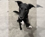 Small Collie-Labrador Retriever Mix
