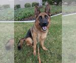 Small #1 German Shepherd Dog