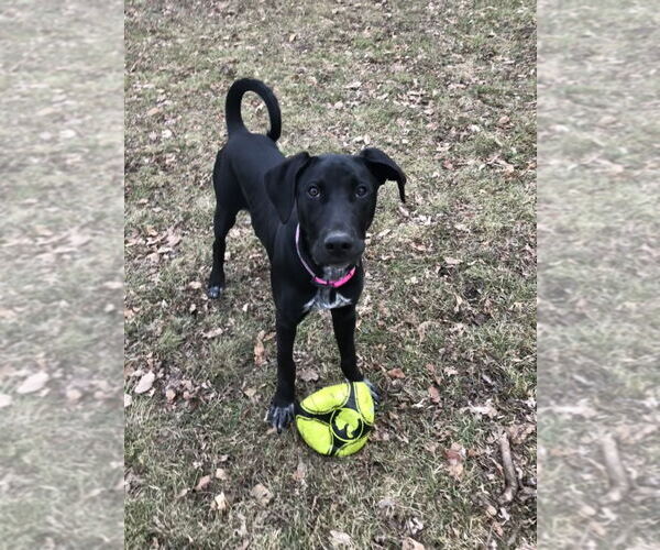 Medium Photo #7 Doberman Pinscher-Great Pyrenees Mix Puppy For Sale in Buffalo, MN, USA