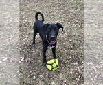 Small #6 Doberman Pinscher-Great Pyrenees Mix
