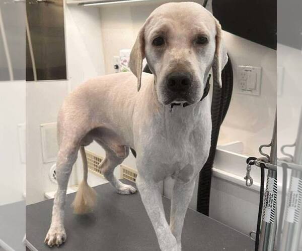 Medium Photo #1 Goldendoodle Puppy For Sale in Newfield, NJ, USA