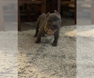 American Bully Puppy for sale in KENNER, LA, USA