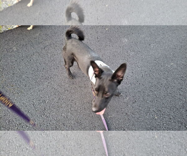 Medium Photo #28 Chiweenie Puppy For Sale in Sebec, ME, USA