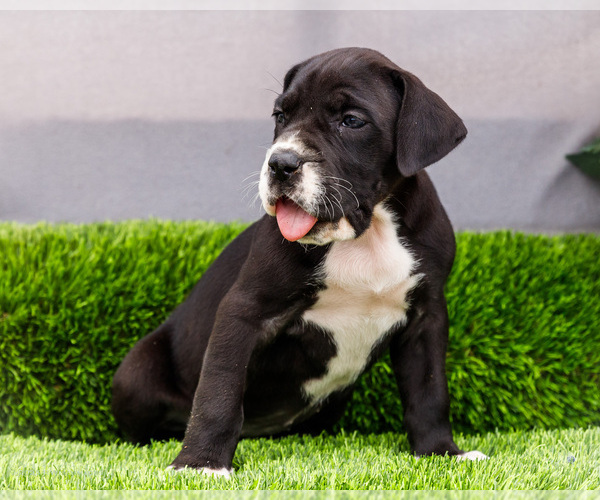 Medium Photo #73 Great Dane Puppy For Sale in WAKARUSA, IN, USA