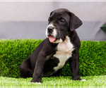 Small #1 Great Dane