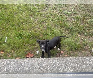 American Pit Bull Terrier Puppy for sale in DETROIT, MI, USA