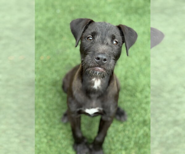 Medium Photo #8 Mutt Puppy For Sale in PIPE CREEK, TX, USA