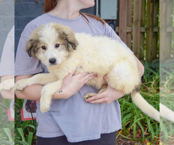 Medium Photo #2 Collie-Great Pyrenees Mix Puppy For Sale in Huntley, IL, USA