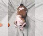 Small Photo #7 English Bulldog Puppy For Sale in NORFOLK, VA, USA