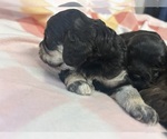 Small #5 Cockapoo (Miniature)