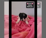Small #1 Maltipoo (Toy)