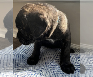 Medium Cane Corso
