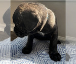 Puppy Puppy 7 Cane Corso