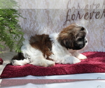 Small Photo #4 Shih Tzu Puppy For Sale in SHILOH, OH, USA