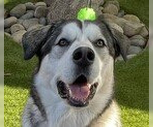Medium Photo #4 Alaskan Malamute-Unknown Mix Puppy For Sale in Fremont, CA, USA