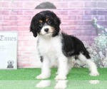 Small Photo #5 Cavachon Puppy For Sale in BEL AIR, MD, USA