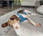 Small #6 Beagle