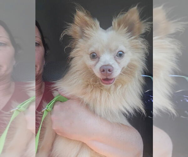 Medium Photo #2 Pomeranian-Unknown Mix Puppy For Sale in Aurora, IN, USA