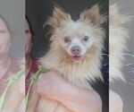 Small #1 Pomeranian Mix