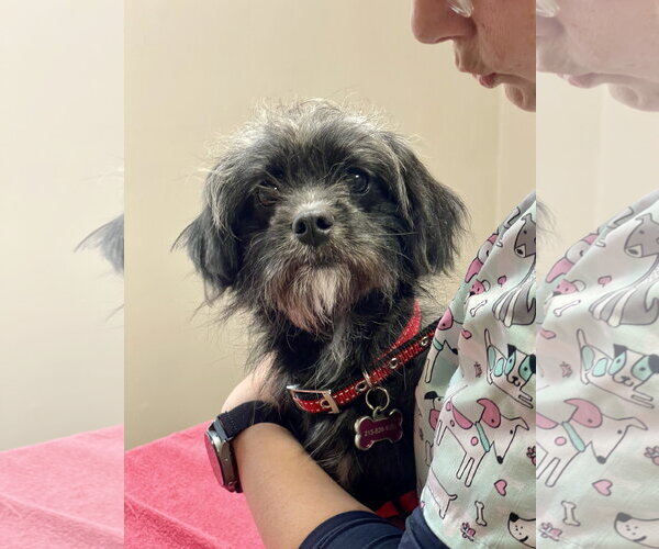 Medium Photo #7 Shih Tzu-Unknown Mix Puppy For Sale in Mount Laurel, NJ, USA