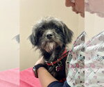 Small #6 Shih Tzu Mix