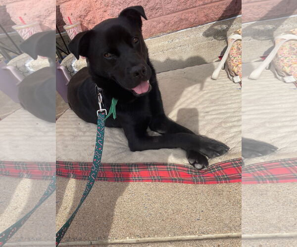 Medium Photo #6 Chow Chow-Retriever  Mix Puppy For Sale in Washington, DC, USA