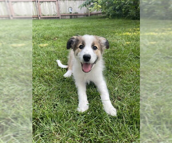 Medium Photo #2 Aussie Pyrenees Puppy For Sale in Genesee, WI, USA
