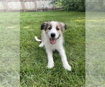 Small #1 Aussie Pyrenees