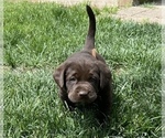 Small Photo #4 Labrador Retriever Puppy For Sale in RAYMORE, MO, USA
